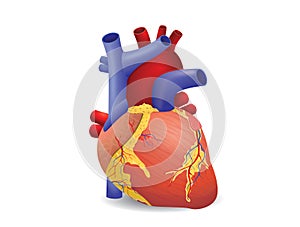 Human heart vector