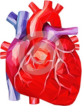 Human heart with veins and aorta in low poly photo