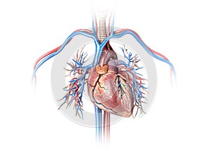 Human heart with vessels and bronchial tree