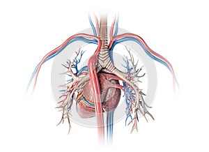 Human heart with vessels and bronchial tree. Back view