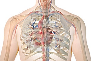 Human heart with vessels and bronchial tree. Back view