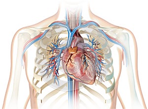 Human heart with vessels,ribcage and bronchial tree