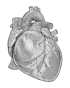 Human heart in vintage engraving style