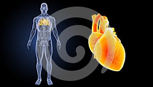 Human Heart zoom with anatomy anterior view