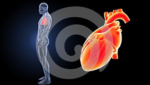 Human Heart zoom with anatomy lateral view