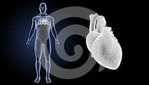 Human Heart zoom with body anterior view