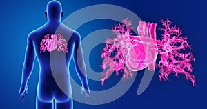 Human Heart zoom with Body Posterior view