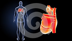 Human Heart zoom with organs posterior view