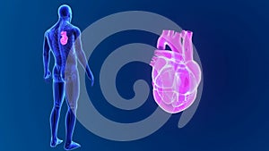 Human Heart zoom with Skeleton Body