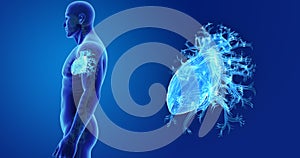 Human Heart zoom with Skeleton Lateral view