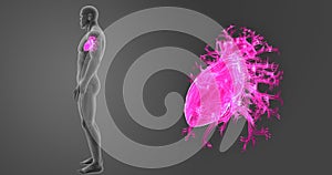Human Heart zoom with Skeleton Lateral view