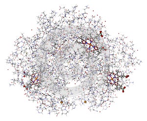 Human hemoglobin 3D model photo