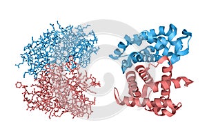 Human hemoglobin nitric oxide adduct. Crystal structure and molecular model. Rendering with multy-colored protein chains