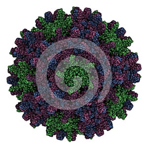 Human hepatitis B virus HBV capsid. HBV causes hepatitis B, an inflammatory disease of the liver. Atomic-level structure.