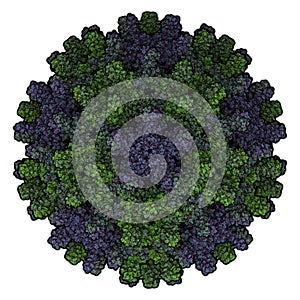 Human hepatitis B virus HBV capsid. HBV causes hepatitis B, an inflammatory disease of the liver. Atomic-level structure.