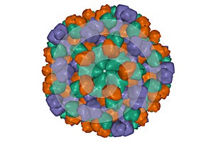 Human hepatitis E virus capsid photo