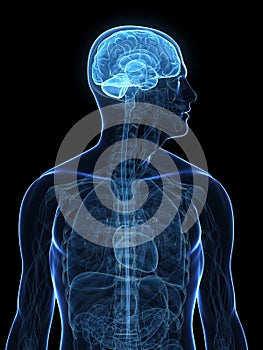 Human highlighted brain