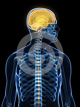 Human highlighted brain