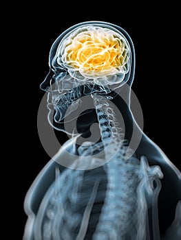 Human highlighted brain