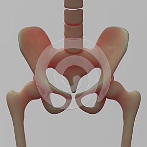 Human Hip and Pelvis