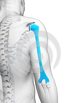 Human humerus