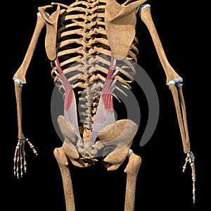 Human iliocostalis lumborum muscles on skeleton