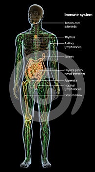 Human immune system, medical illustration