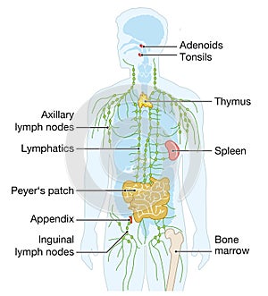 Human immune system, medical illustration