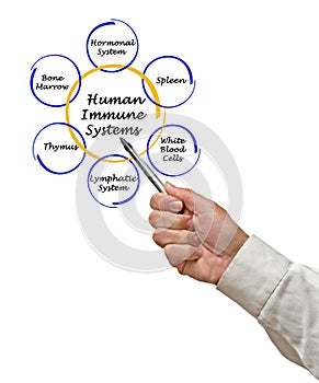 Human Immune Systems