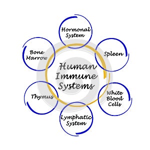 Human Immune Systems
