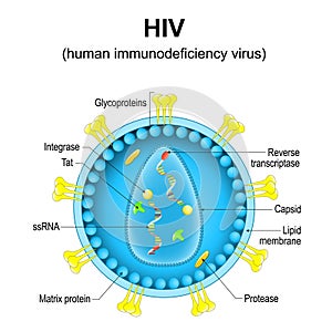 human immunodeficiency virus. Close-up of a HIV virion structure