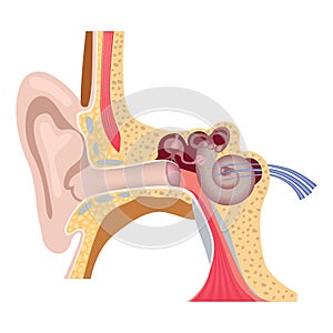 Human inner ear anatomy. Hearing organs.