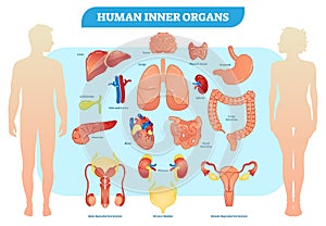 Human Inner Organs Vector Illustration Collection, Male and Female.