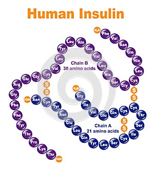 Human Insulin. photo