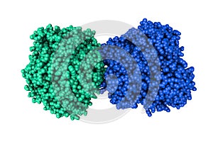 Human insulin-degrading enzyme in complex with insulin. Space-filling molecular model. 3d illustration