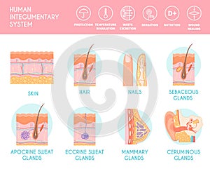 Human Integumentary System Infographics photo