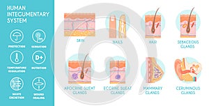Human Integumentary System Infographics Icons photo