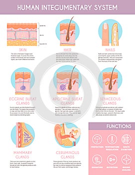 Human Integumentary System Infographics Poster photo