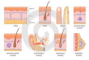 Human Integumentary System Set photo