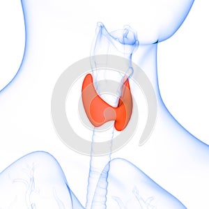 Human Internal Body Glands Thyroid Gland Anatomy
