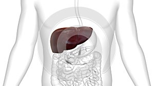 Human Internal Digestive Organ Liver Anatomy