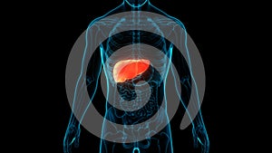 Human Internal Digestive Organ Liver Anatomy