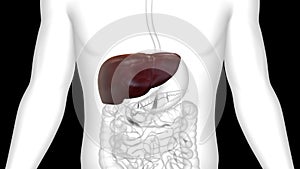 Human Internal Digestive Organ Liver Anatomy