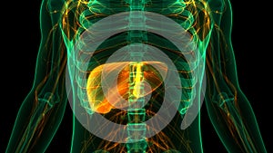 Human Internal Digestive Organ Liver Anatomy