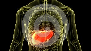 Human Internal Digestive Organ Liver Anatomy