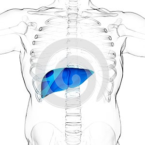 Human Internal Digestive Organ Liver Anatomy