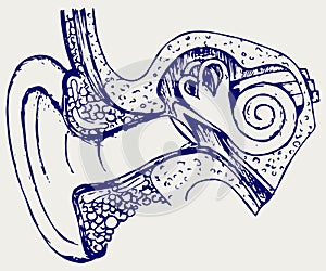 Human internal ear diagram