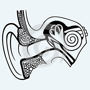 Human internal ear diagram