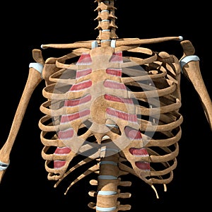 Human internal intercostal muscles on skeleton