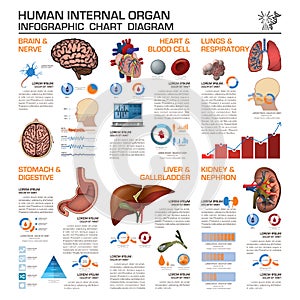 Human Internal Organ Health And Medical Infographic Chart Diagram